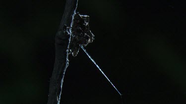 Portia Spider on a branch in the dark