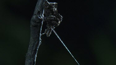 Portia Spider on a branch in the dark