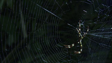 Close up of a St Andrew's Cross Spider on a web