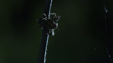 St Andrew's Cross Spider on a web with a Portia Spider on a branch above in the dark