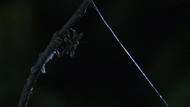 Portia Spider on a branch in the dark