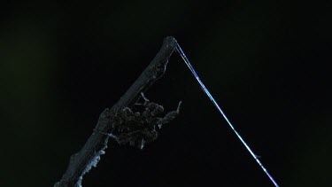 Portia Spider crawling from a branch to its web in the dark