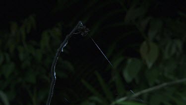 Portia Spider on a branch in the dark