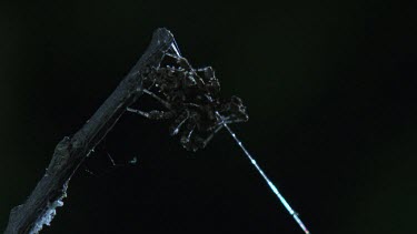 Portia Spider on a branch in the dark