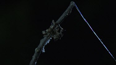 Portia Spider on a branch in the dark