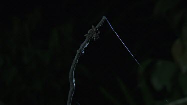 Portia Spider on a branch in the dark