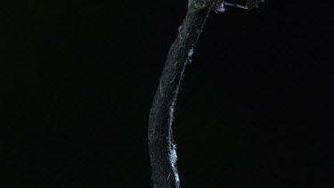 Close up of a Portia Spider crawling down a branch in the dark
