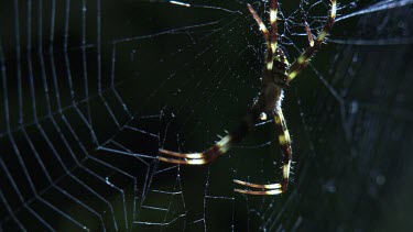 Close up of a St Andrew's Cross Spider on a web