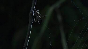 Portia Spider weaving its web to a branch