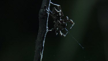 Portia Spider weaving its web to a branch