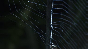 Close up of a Portia Spider slowly climbing a branch in front of a web