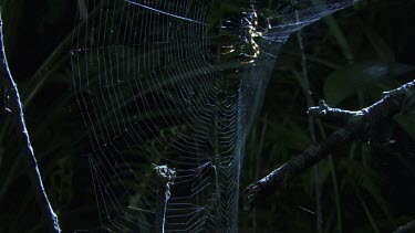 St Andrew's Cross Spider shaking its web near a Portia Spider