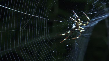 Close up of a St Andrew's Cross Spider on a web