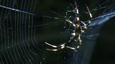 Close up of a St Andrew's Cross Spider on a web