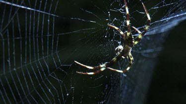 Close up of a St Andrew's Cross Spider on a web