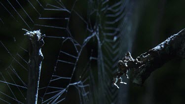 Close up of a Portia Spider jumping off a branch