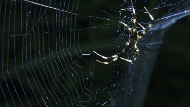Close up of a St Andrew's Cross Spider spinning a web