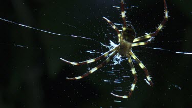 Close up of a St Andrew's Cross Spider on a web