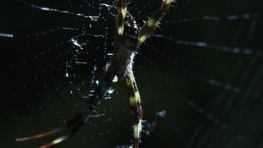 Close up of a St Andrew's Cross Spider on its web