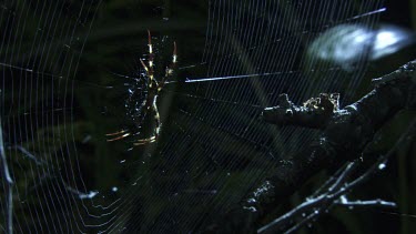 Portia Spider attacking a St Andrew's Cross Spider on its web