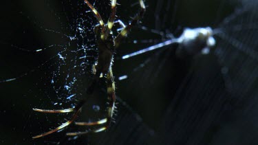 Close up of a St Andrew's Cross Spider with wrapped prey on its web