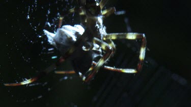 Close up of a St Andrew's Cross Spider wrapping prey on its web