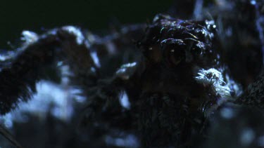 Close up of a Portia Spider on a branch at night