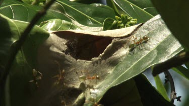 Weaver Ants crawling at the entrance of their nest