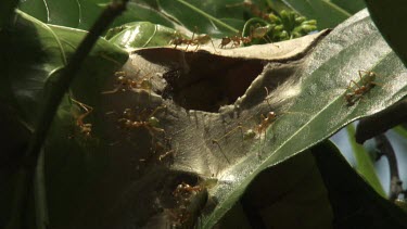 Weaver Ants crawling at the entrance of their nest