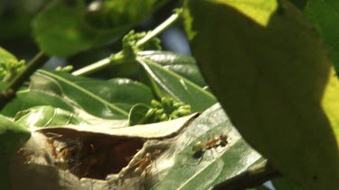 Weaver Ants crawling at the entrance of their nest