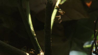 Weaver Ants crawling at the entrance of their nest