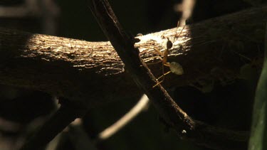 Weaver Ants crawling across a branch