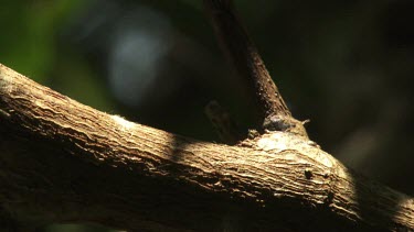 Weaver Ants crawling across a branch