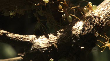 Branch teeming with Weaver Ants