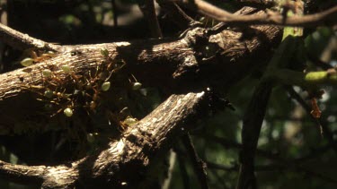 Branch teeming with Weaver Ants