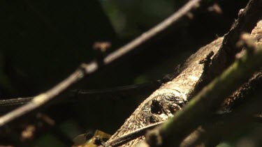 Branch teeming with Weaver Ants
