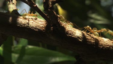 Colony of Weaver Ants carrying an insect corpse into a nest