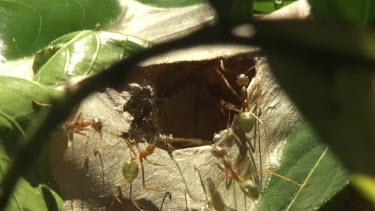 Colony of Weaver Ants carrying an insect corpse into a nest