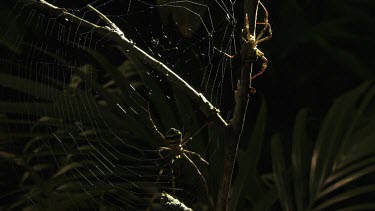 Pair of St Andrew's Cross Spiders on a sunlit web
