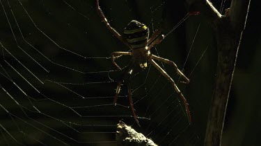 Pair of St Andrew's Cross Spiders fighting on a web