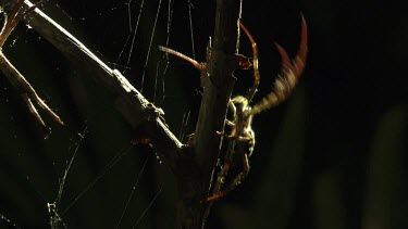 Sunlit St Andrew's Cross Spider crawling up a branch by a web