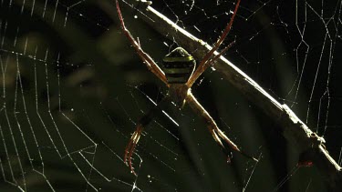 St Andrew's Cross Spider on a sunlit web