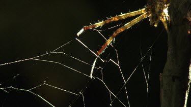 Close up of a St Andrew's Cross Spider on a sunlit web
