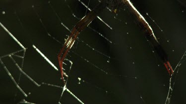 Close up of a St Andrew's Cross Spider on a sunlit web