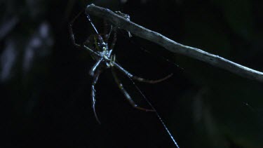 St Andrew's Cross Spider descending from its web in the dark