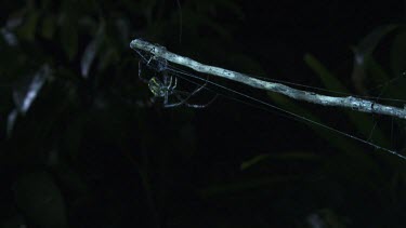 St Andrew's Cross Spider descending from its web in the dark