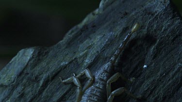 Rainforest Scorpion on a rock in the dark with an insect in its pincer