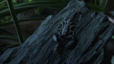 Rainforest Scorpion on a rock in the dark with an insect in its pincer