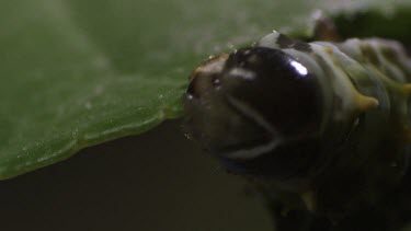 Close up of a Caterpillar eating a leaf