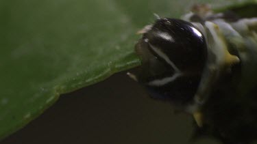 Close up of a Caterpillar eating a leaf